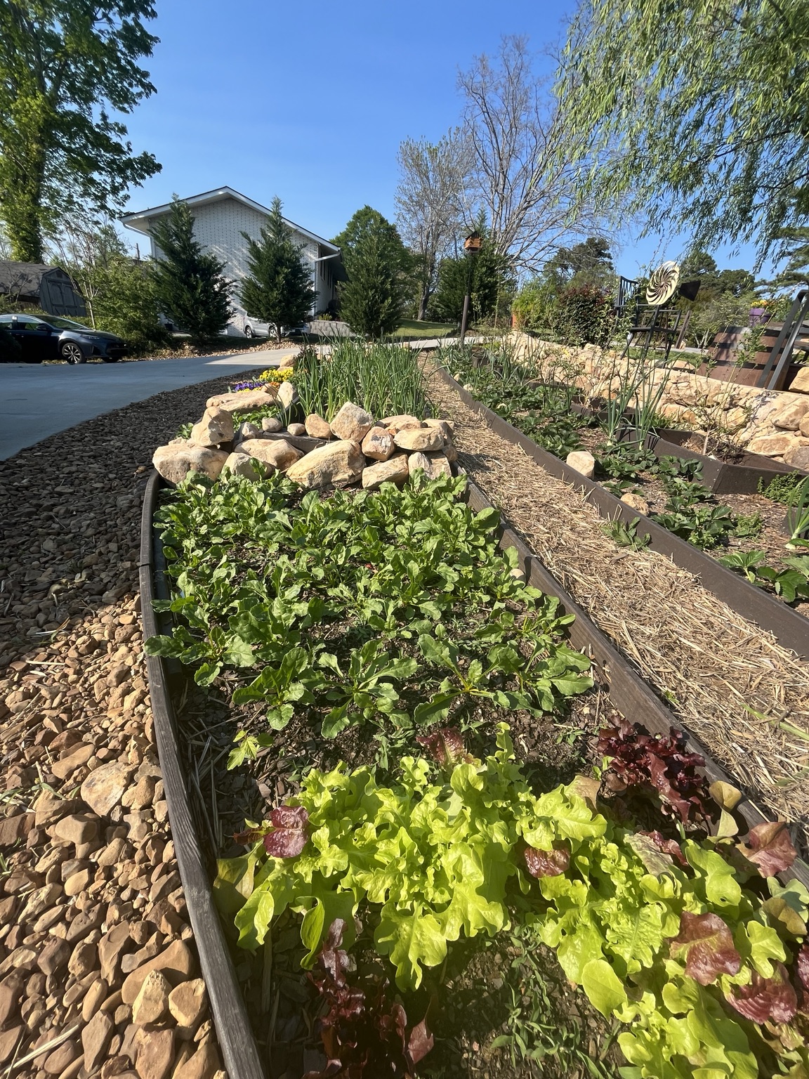 Joe Robinson’s thriving home garden filled with fresh greens, stone borders, and raised planting beds